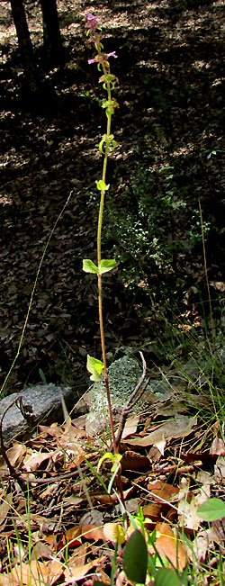 STACHYS KEERLII, form & habitat