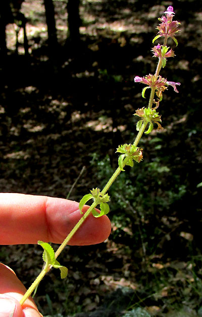 STACHYS KEERLII, inflorescences or verticillasters