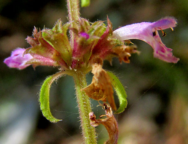 STACHYS KEERLII, flower cluster