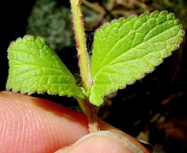 STACHYS KEERLII, leaves