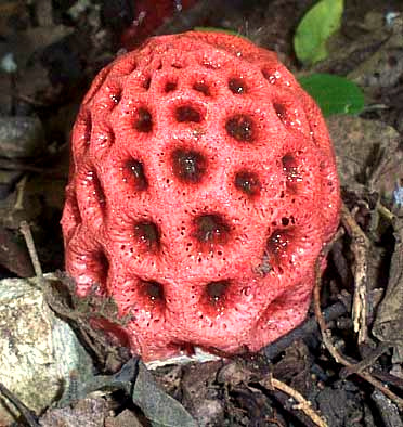 Stinkhorn, CLATHRUS CRISPUS