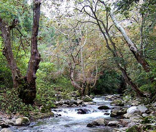 Mexican Sycamores, Platanus mexicana, along the Río Escalones, Sierra Gorda Biosphere Reserver, Querétaro, México