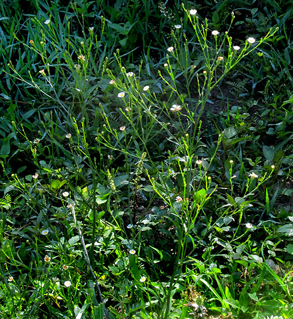 Southwestern Annual Saltmarsh Aster, SYMPHYOTRICHUM PARVIFLORUM