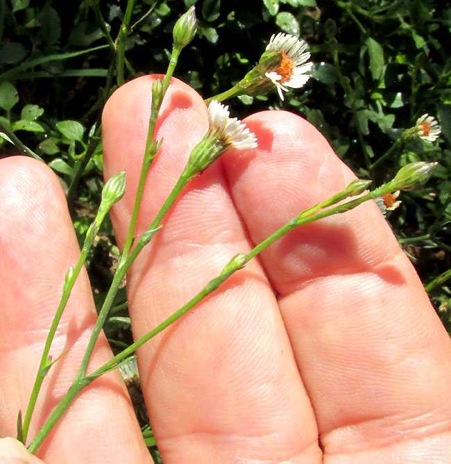 Southwestern Annual Saltmarsh Aster, SYMPHYOTRICHUM PARVIFLORUM