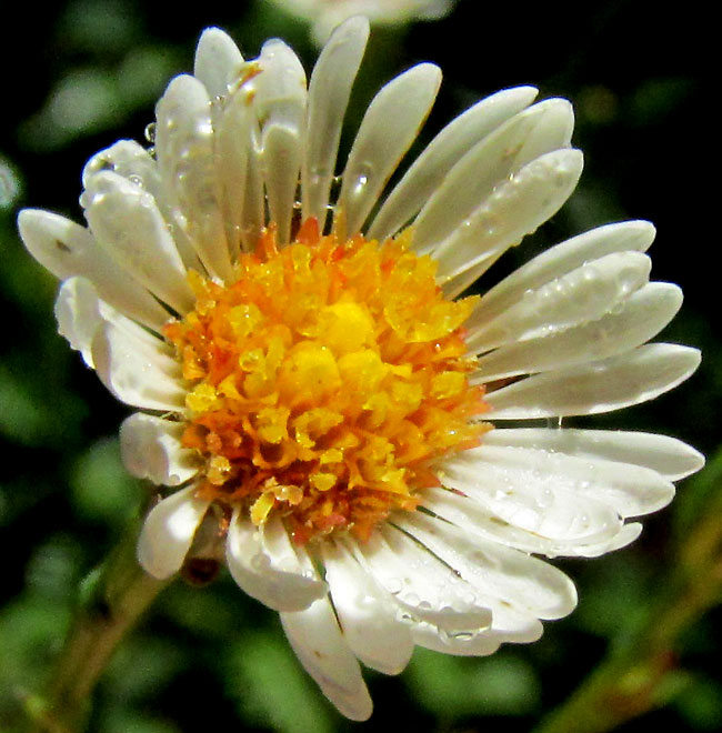 Southwestern Annual Saltmarsh Aster, SYMPHYOTRICHUM PARVIFLORUM, capitulum from front