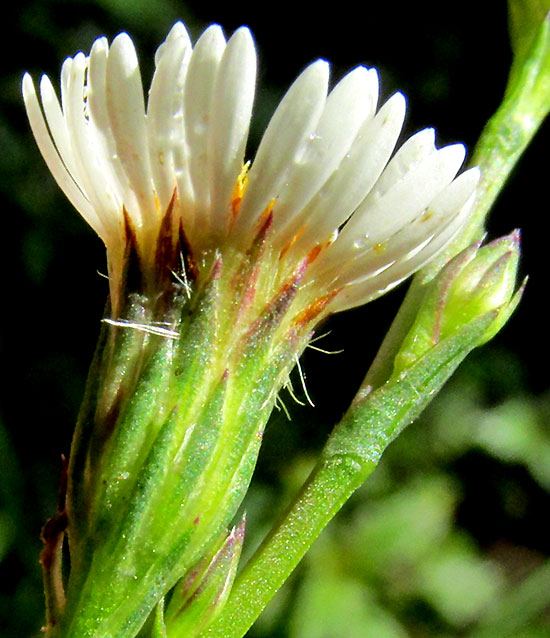 Southwestern Annual Saltmarsh Aster, SYMPHYOTRICHUM PARVIFLORUM, involucre