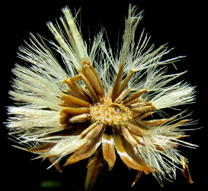 Southwestern Annual Saltmarsh Aster, SYMPHYOTRICHUM PARVIFLORUM, fruiting head with cypselae