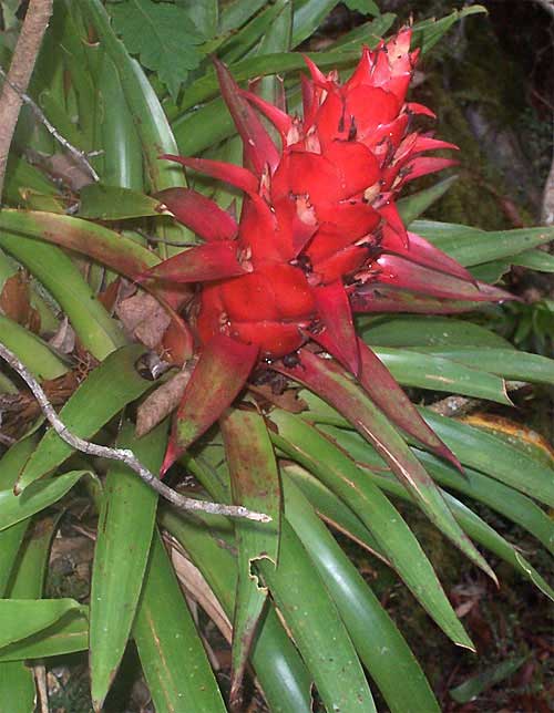 Tillandsia imperialis