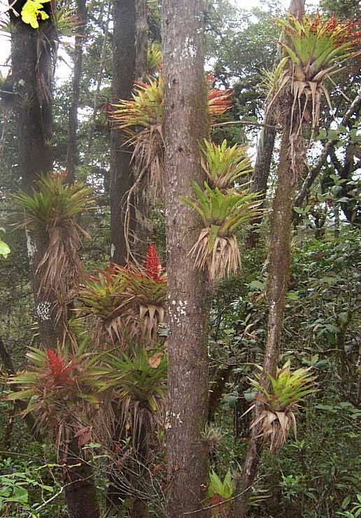 Tillandsia imperialis