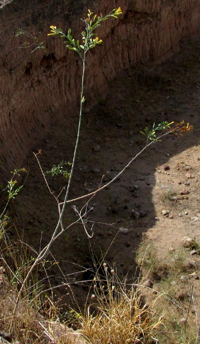 Tree Tobacco, NICOTIANA GLAUCA, bush