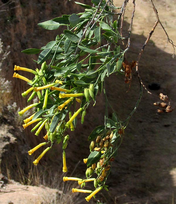 Tree Tobacco, NICOTIANA GLAUCA, flowering plant