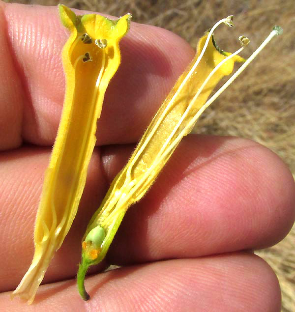 Tree Tobacco, NICOTIANA GLAUCA, flower longitudinal section showing stamens