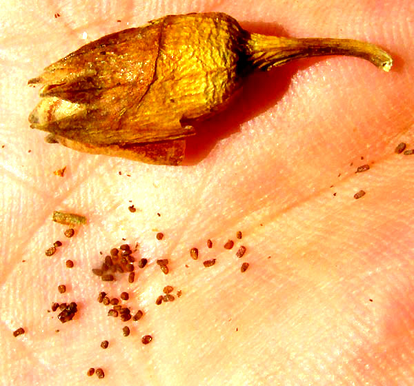 Tree Tobacco, NICOTIANA GLAUCA, capsular fruit and tiny seeds