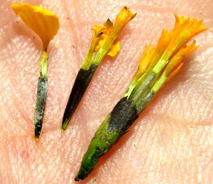 Tagetes lucida, form in habitat