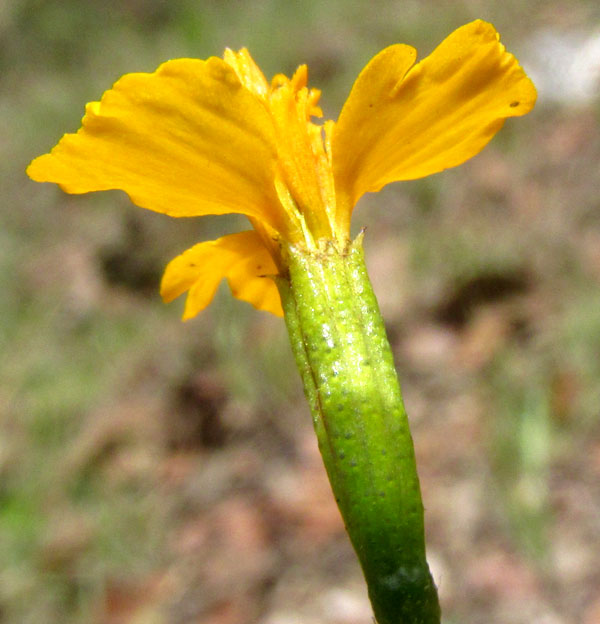 Tagetes lucida, involucre with glands, connate bracts