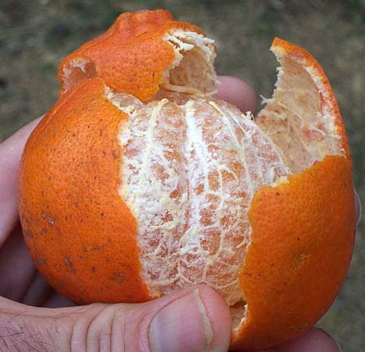 tangerine