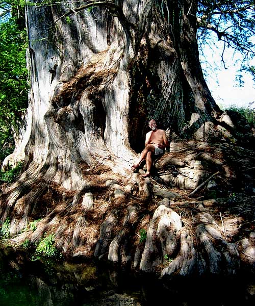 Montezuma Cypress, TAXODIUM MUCRONATUM