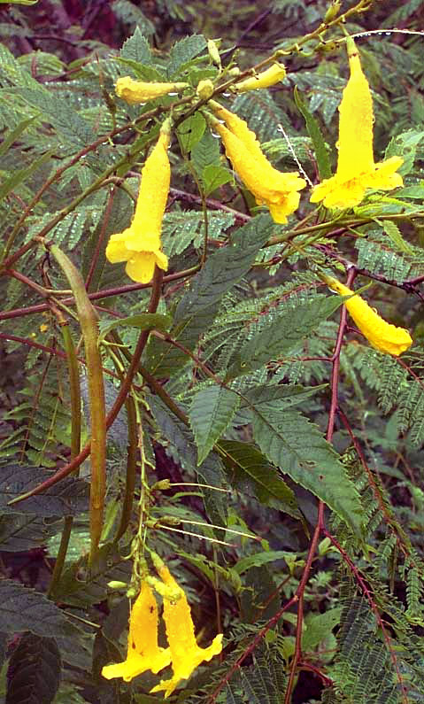 Yellow Bells, TECOMA STANS, leaves, flowers and immature fruit