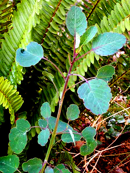 Pápaloquelite, POROPHYLLUM UDERALE var. MACROCEPHALUM