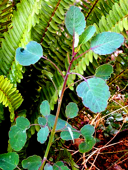 Pápaloquelite, POROPHYLLUM MACROCEPHALUM