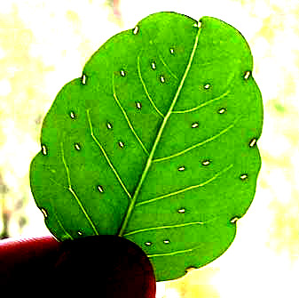 Pápaloquelite, POROPHYLLUM MACROCEPHALUM