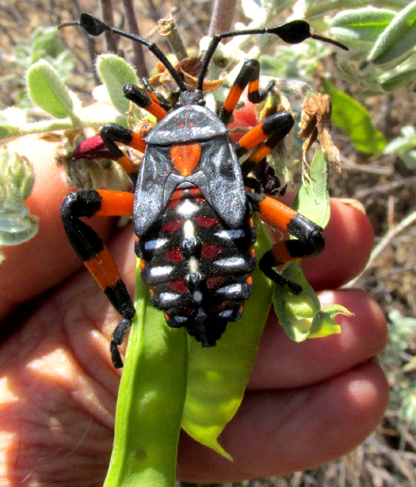 THASUS GIGAS, nymph