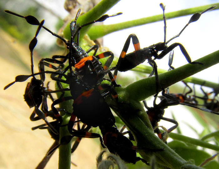 THASUS GIGAS, early nymph instars in cluster