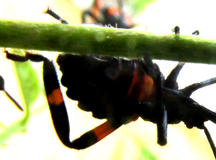 THASUS GIGAS, early nymph instars in cluster, close-up from below