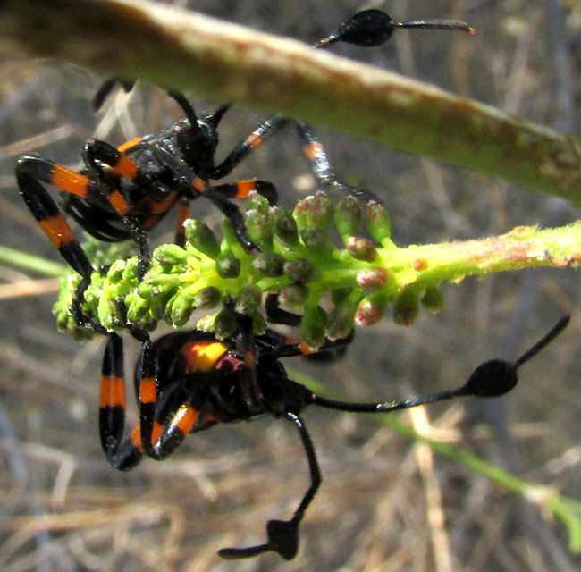 THASUS GIGAS, early nymph instars on immature mesquite inflorescence