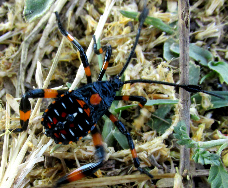 THASUS GIGAS, instar #4 on ground