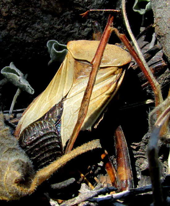 THASUS GIGAS, dead, sun-bleached adult