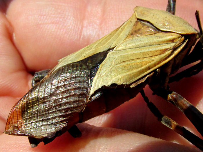 THASUS GIGAS, wing venation on dead adult