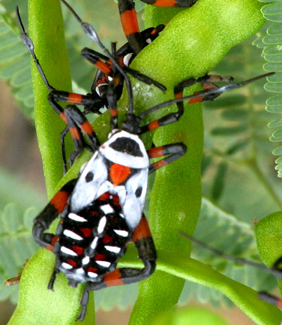 THASUS GIGAS, instar #5, brighter color