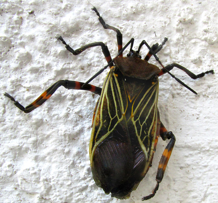 THASUS GIGAS, adult