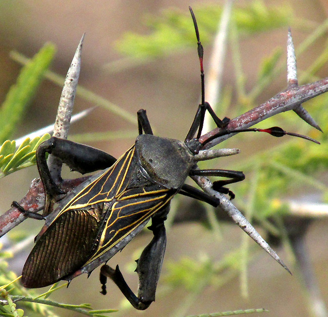 THASUS GIGAS, adult with little red