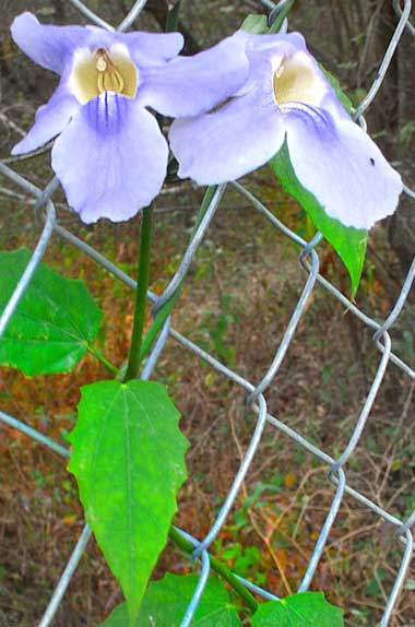 Bengal Clock Vine, or Sky Flower, THUNBERGIA GRANDIFLORA