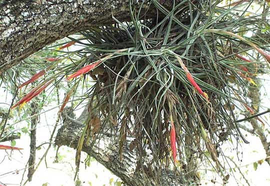 TILLANDSIA cf. SCHIEDEANA