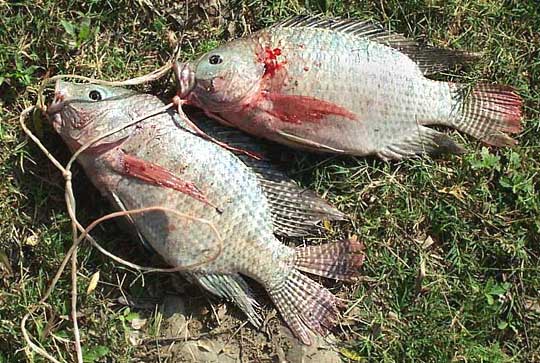 Mojarra Tilapia, TILAPIA NILOTICA