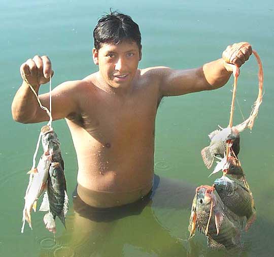 Mojarra Tilapia, TILAPIA NILOTICA