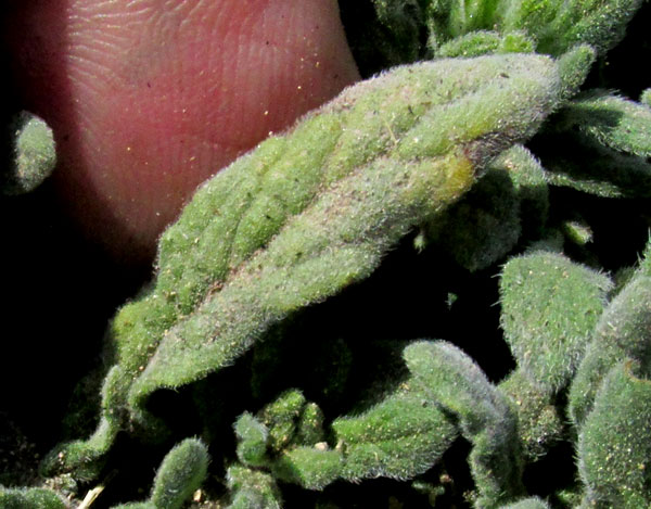 Woody Crinklemat, TIQUILIA CANESCENS, leaf from above