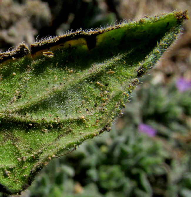 Woody Crinklemat, TIQUILIA CANESCENS, leaf from below