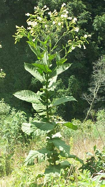 tobacco, NICOTIANA TABACUM