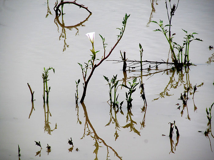 Toloache, DATURA CERATOCAULA, in water