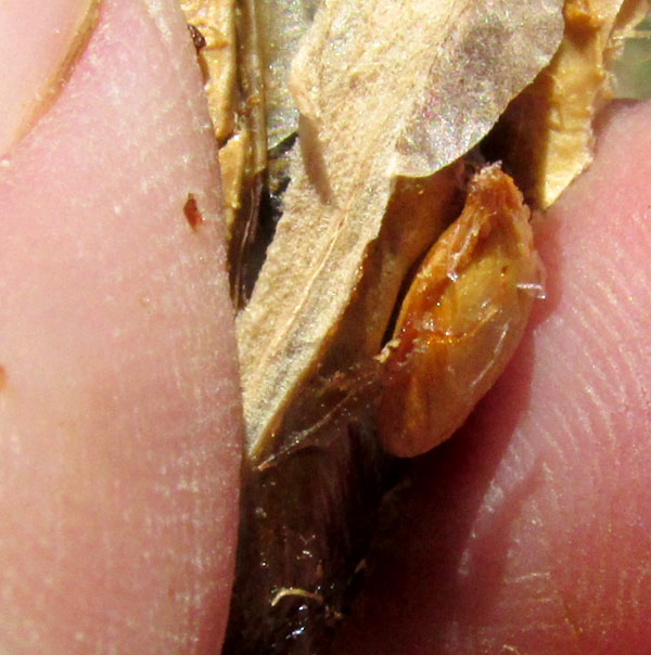 Toloache, DATURA CERATOCAULA, seed