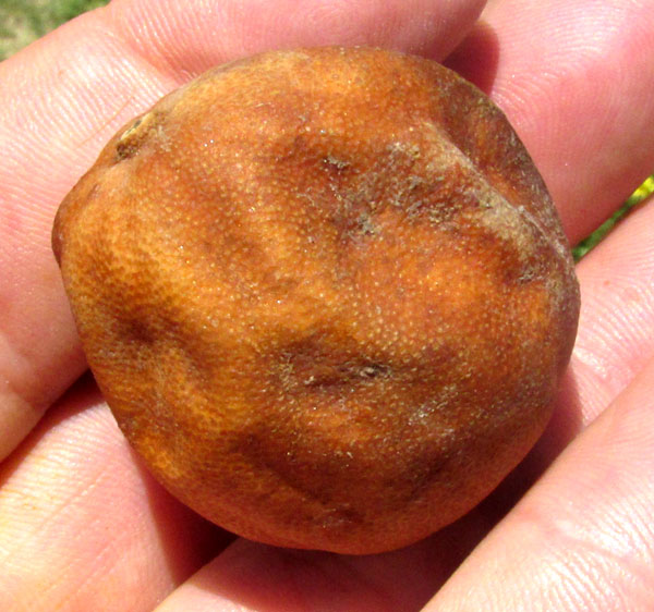 Toloache, DATURA CERATOCAULA, mature fruit