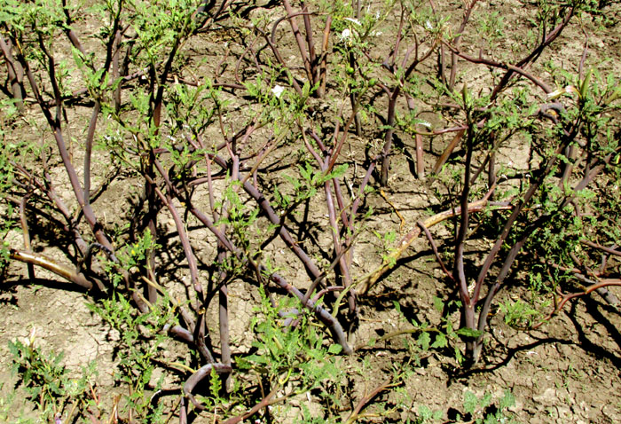 Toloache, DATURA CERATOCAULA, mature fruit capsules