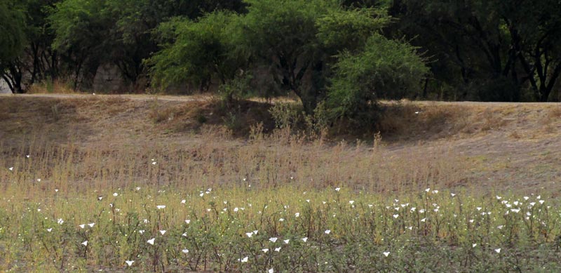 Toloache, DATURA CERATOCAULA, form & habitat