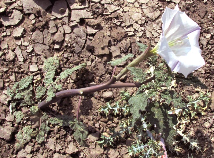 Toloache, DATURA CERATOCAULA, form & habitat