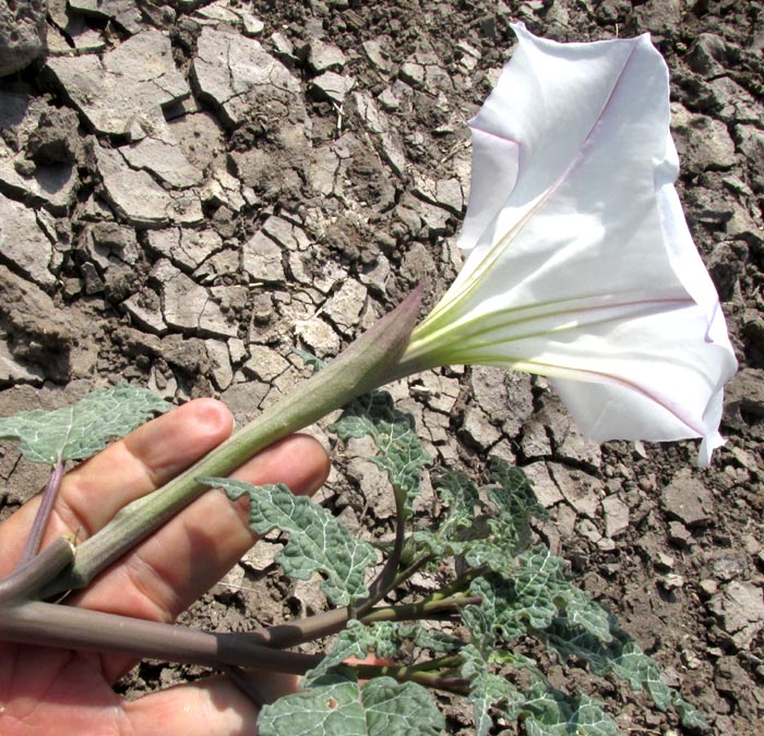 Toloache, DATURA CERATOCAULA, form & habitat