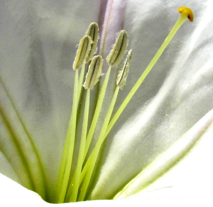 Toloache, DATURA CERATOCAULA, stamens & style